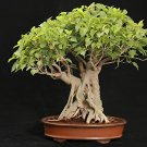 20 Seeds Imported Bodhi Tree Religiosa Potted Garden