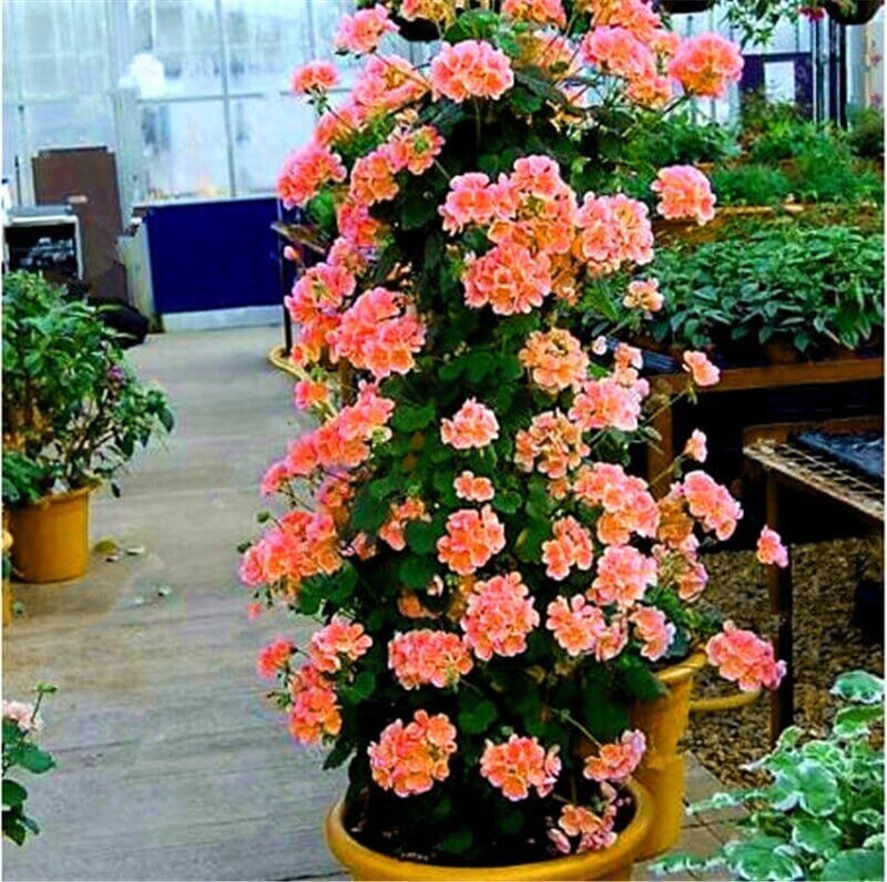 200 Seeds Climbing Geranium Collection Pelargonium Perennial