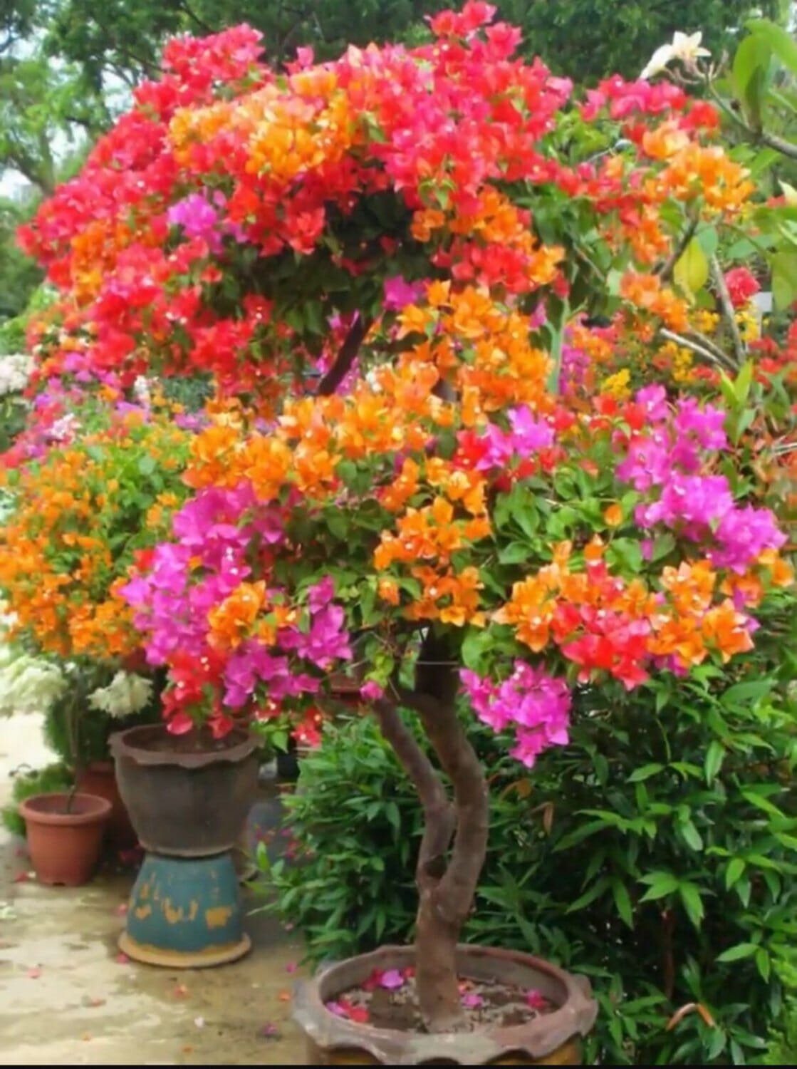 400 Seeds Wildflowers Combination Bonsai