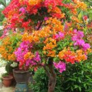 400 Seeds Wildflowers Combination Bonsai