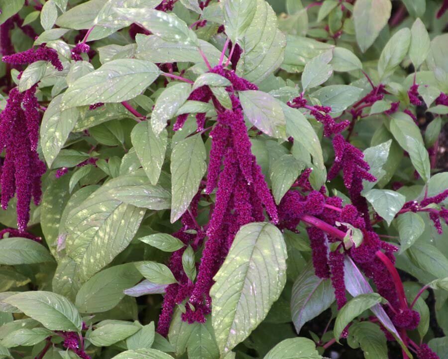 16000 Seeds Acalypha Hispida