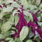 16000 Seeds Acalypha Hispida