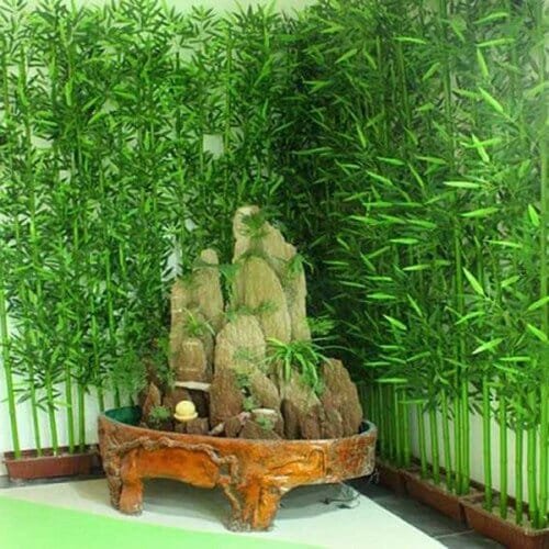 40 Seeds Chinese Mini Moso Bamboo Phyllostachys