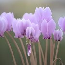 10 Seeds 'Houniao' Purple Cyclamen