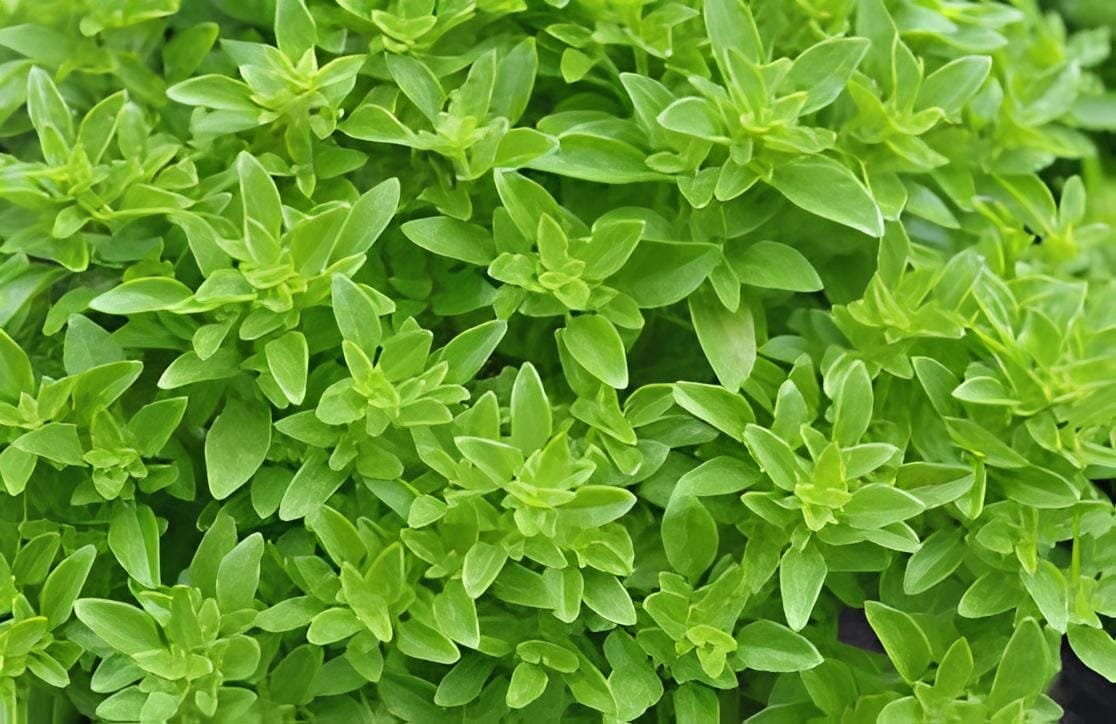 40 Seeds Heirloom Spicy Globe Basil