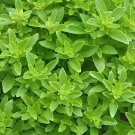 40 Seeds Heirloom Spicy Globe Basil