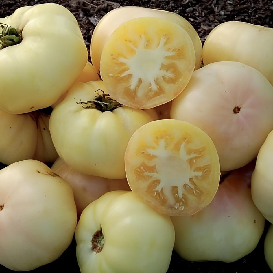 200 Seeds Rare Belyy Giant White Beefsteak Tomato 200Seeds