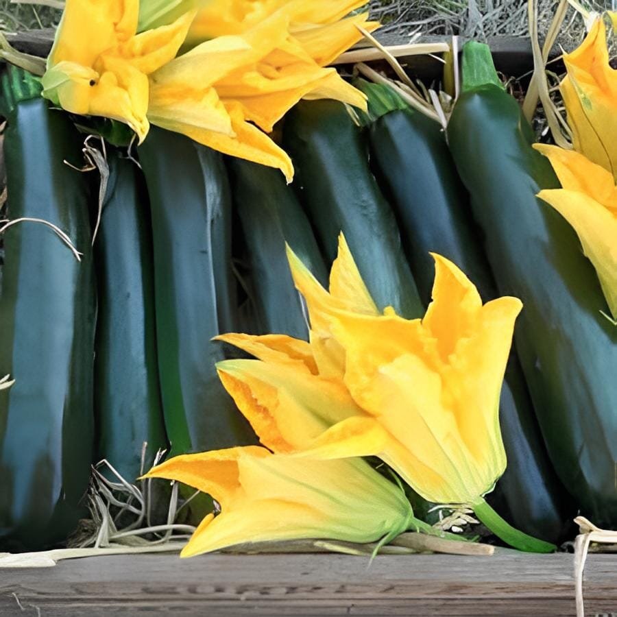 20 Seeds British Summer Courgette Hybrid F1