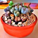 400 Seeds Lithops Red Colors