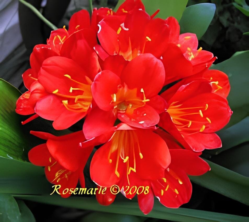 200 Seeds Gorgeous Clivia Bonsai (Kaffir Lily)