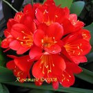 200 Seeds Gorgeous Clivia Bonsai (Kaffir Lily)