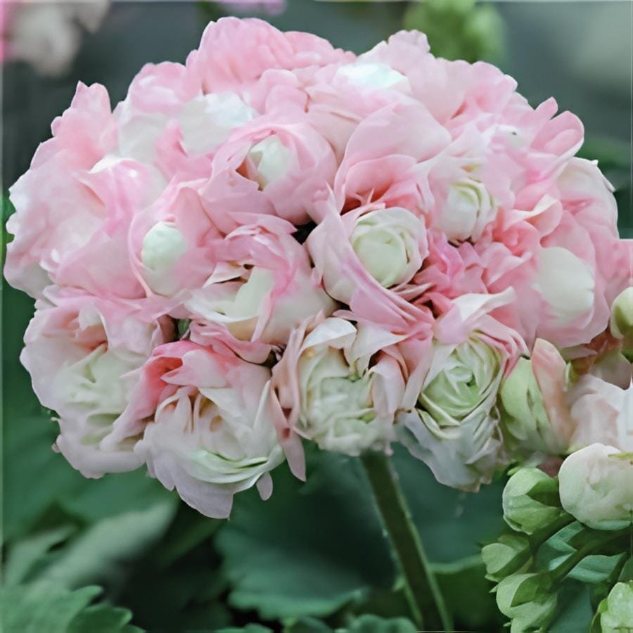 200 seeds Rare Color Geranium Plant