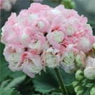 200 seeds Rare Color Geranium Plant