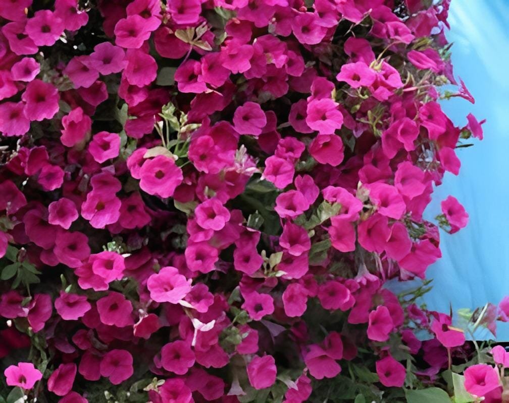 200 Seeds Funny Climbing Plants for Home Garden Planting Planting Petunia Plant