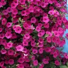 200 Seeds Funny Climbing Plants for Home Garden Planting Planting Petunia Plant