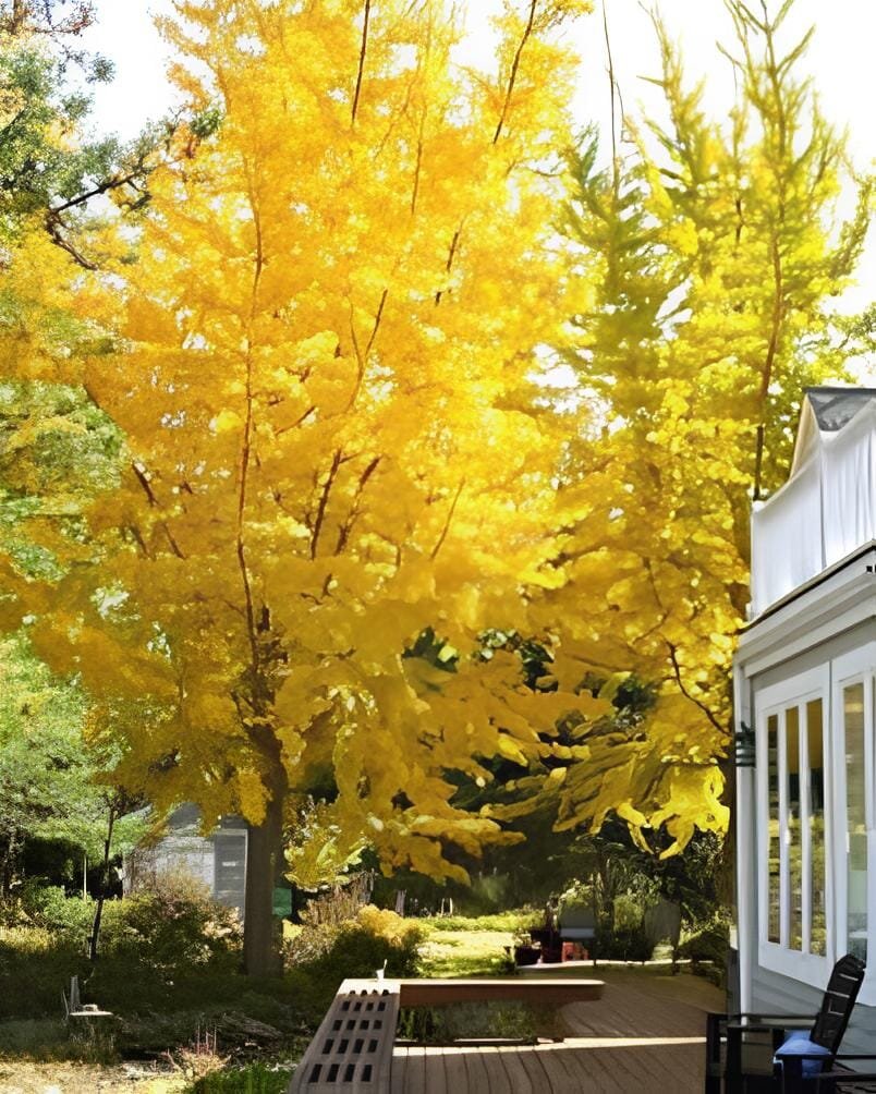200 Seeds Rare Best Ginkgo Tree African Outdoor Bright Tree Plant Beautiful Pere