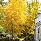 200 Seeds Rare Best Ginkgo Tree African Outdoor Bright Tree Plant Beautiful Pere