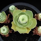 200 Seeds Mountain Rose Bonsai