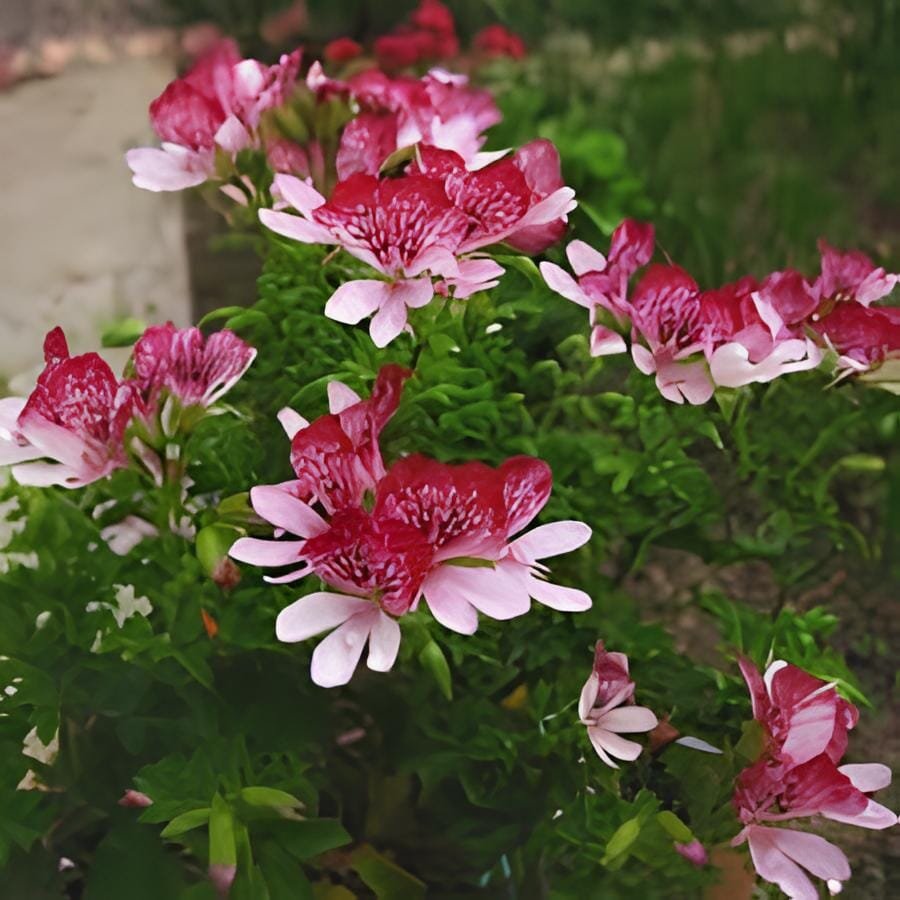 200 Seeds Mini Geranium Dwarf Bonsai Perennial Flower