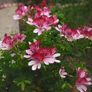 200 Seeds Mini Geranium Dwarf Bonsai Perennial Flower