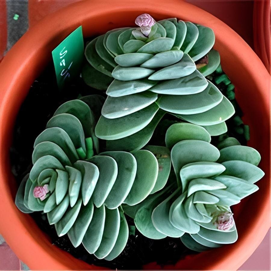 200 Seeds Mix Lithops Bonsai Living Stones Succulent Cactus Organic Garden Bulk