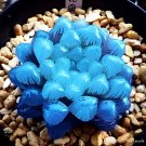 200 Seeds Rainbow YuLu Bonsai Potted Succulents Fleshy