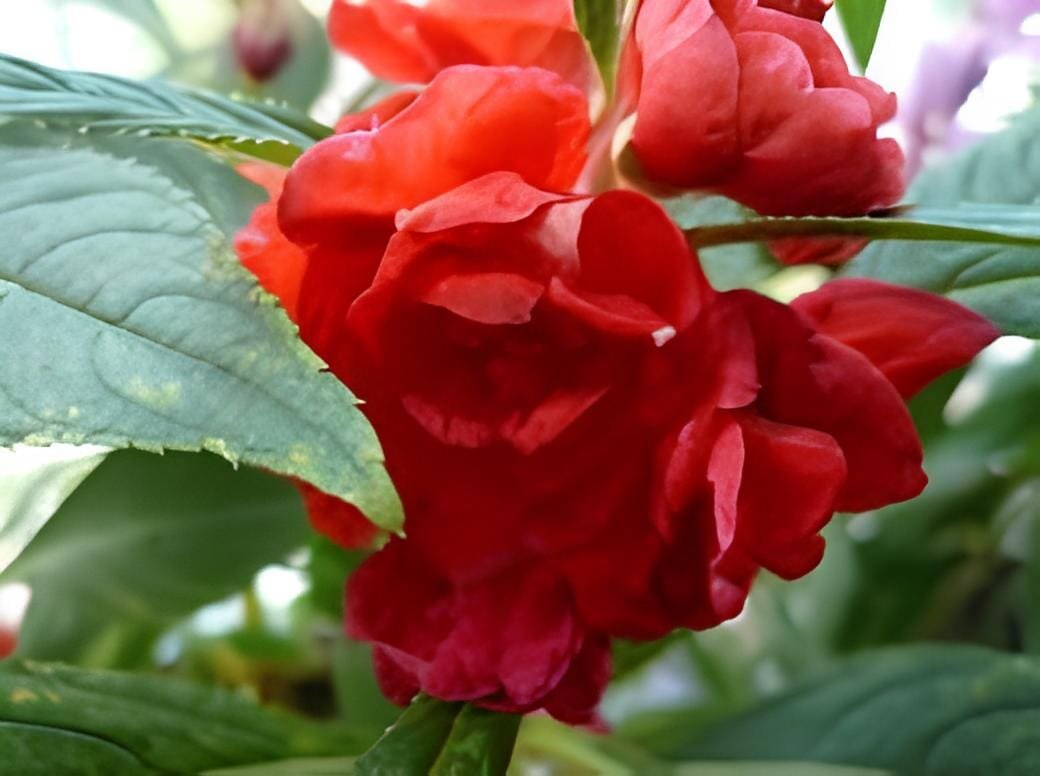 40 Seeds Garden Balsam Red Impatiens Perennial Flower