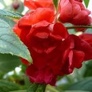 40 Seeds Garden Balsam Red Impatiens Perennial Flower