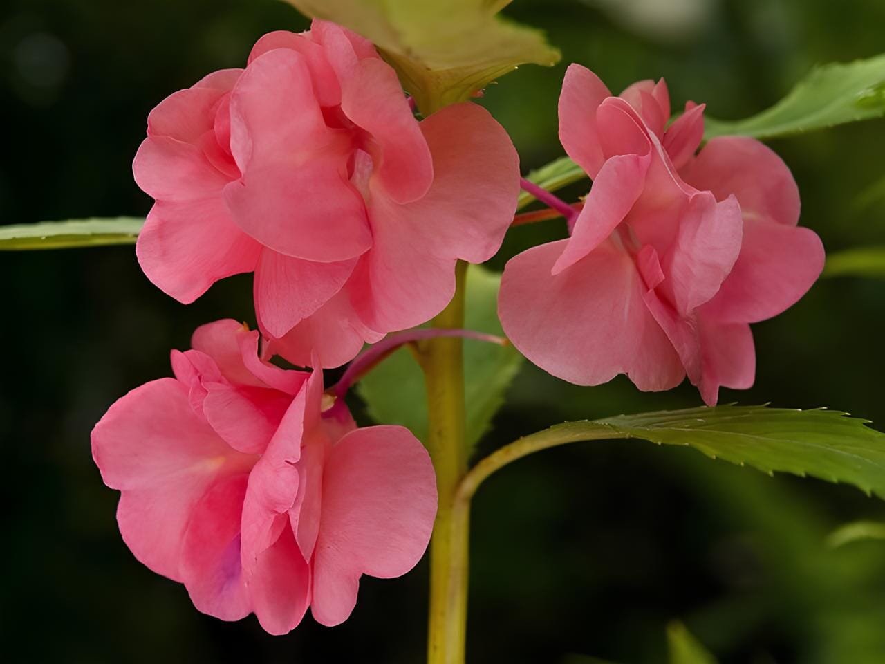 40 Seeds Pink Garden Balsam Perennal Impatiens Flower