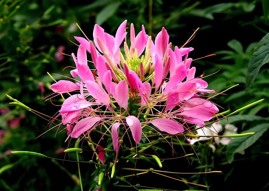 60 Seeds Spiny Spiderflower Cleome Spinosa Flower