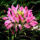60 Seeds Spiny Spiderflower Cleome Spinosa Flower
