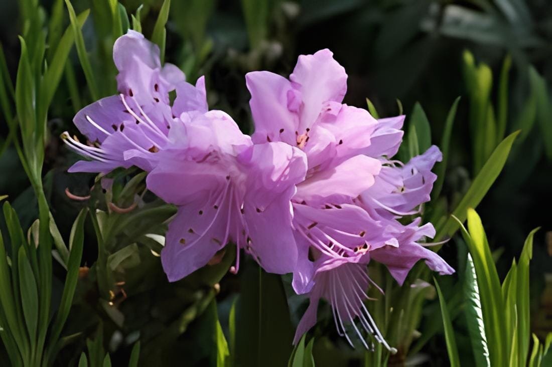 200 Seeds True Rhododendron Flower Flores Potted 24 Varieties