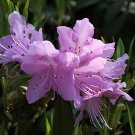 200 Seeds True Rhododendron Flower Flores Potted 24 Varieties