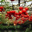 200 Seeds Tomato Tsifomandra Giant Vegetable