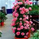 400 Seeds Rare Climbing Geranium Pelargonium Peltatum