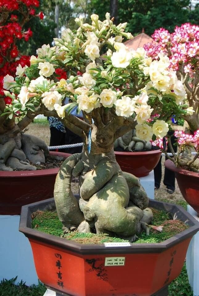 4 Seeds Adenium White Yellow Bonsai Tree Flower