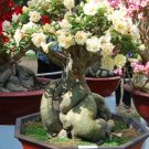 4 Seeds Adenium White Yellow Bonsai Tree Flower