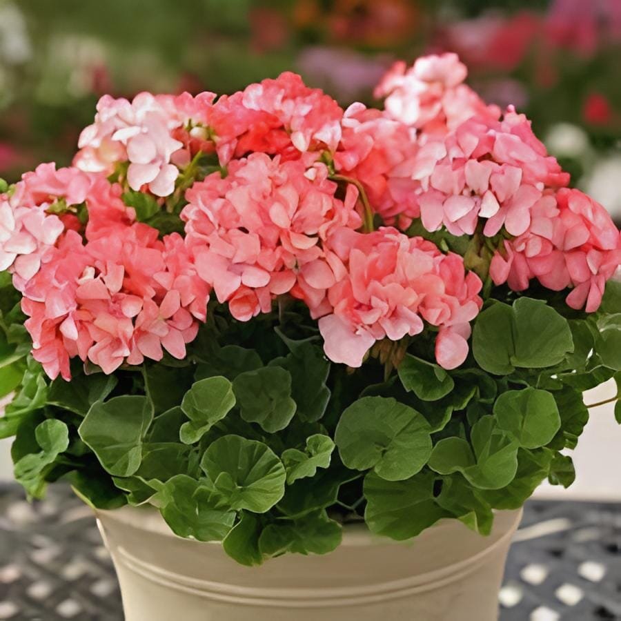 210 Seeds Bonsai Potted Geranium Planting Season Flores