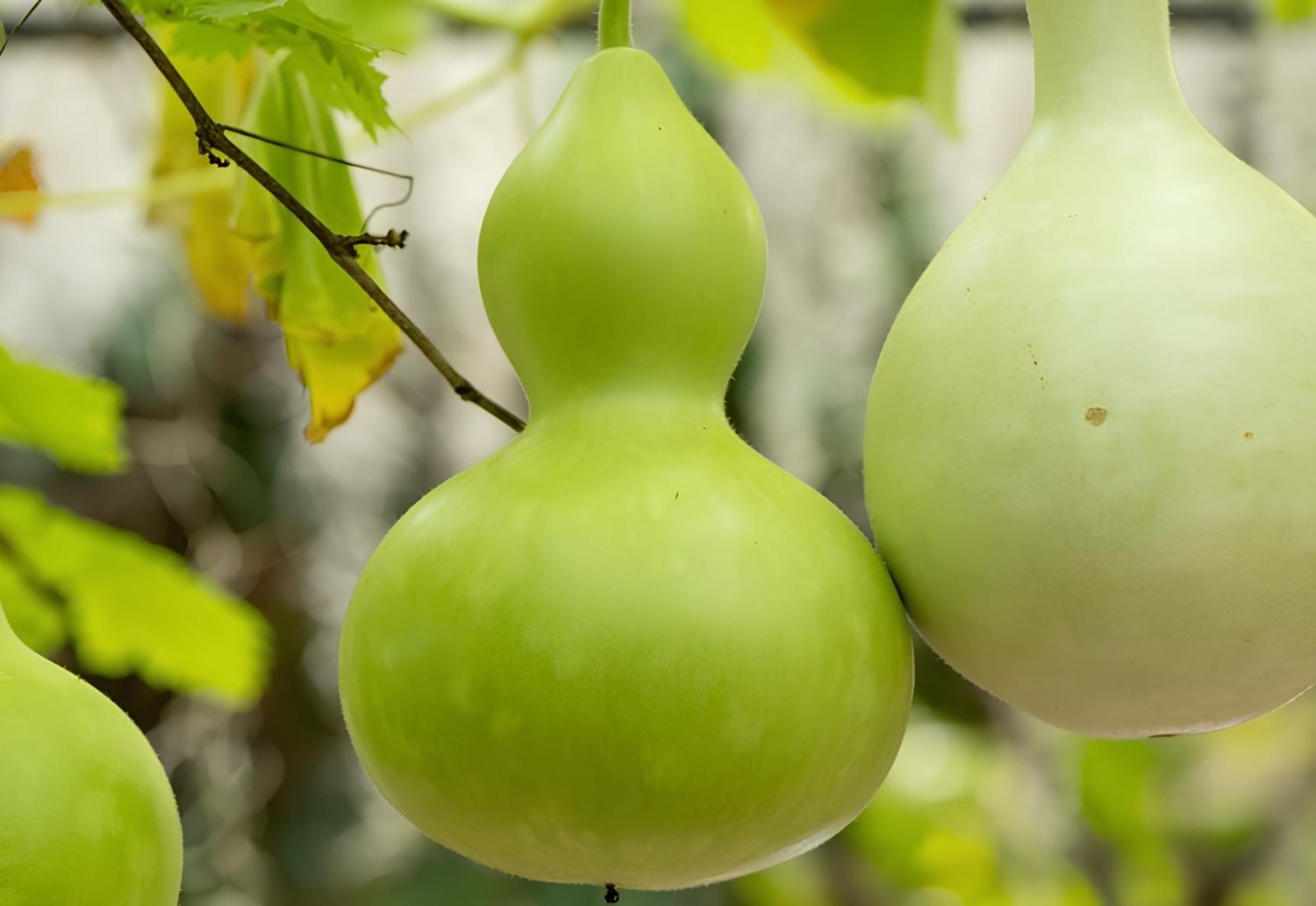 20 Seeds Fresh Corade Gourd