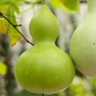 20 Seeds Fresh Corade Gourd