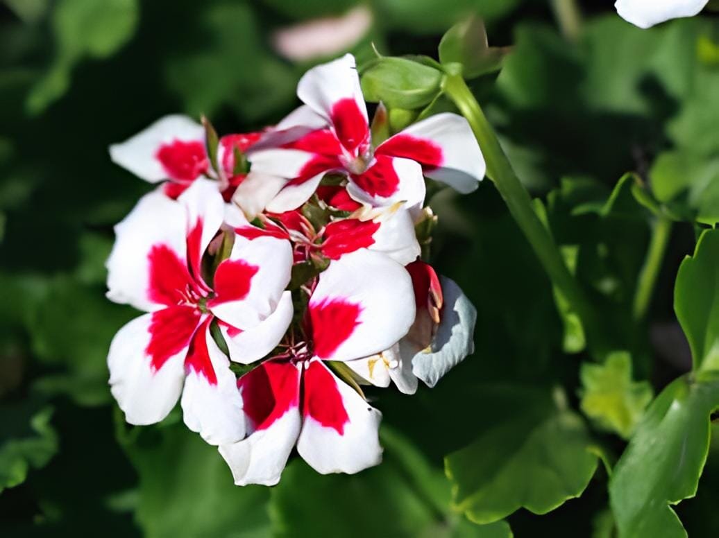 200 Seeds Geranium Plants Red Rose Pelargonium Perennial Flower