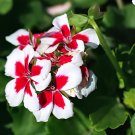 200 Seeds Geranium Plants Red Rose Pelargonium Perennial Flower