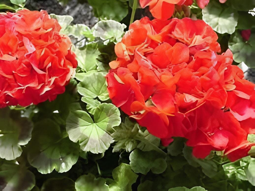 1000 Seeds Geranium Flower Plant Pelargonium