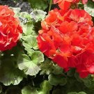 1000 Seeds Geranium Flower Plant Pelargonium