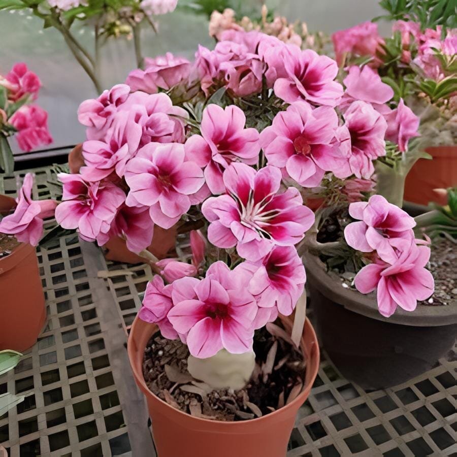 200 Seeds Adenium Mixed 9 Types Double Petals Flower