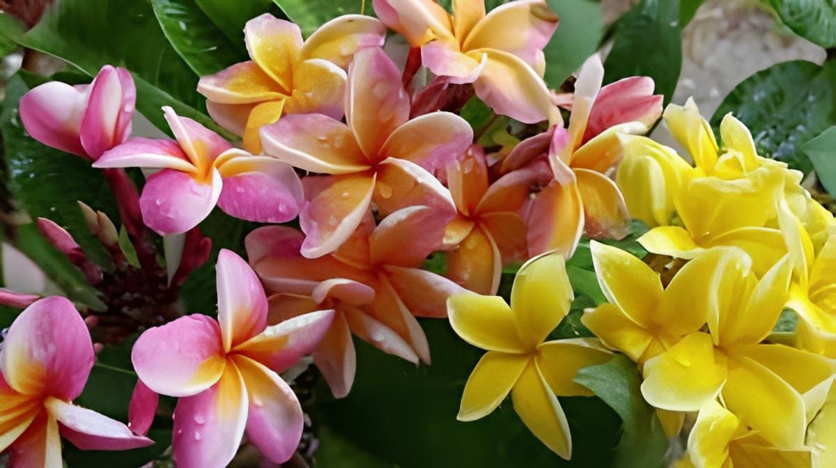 40 Seeds Frangipani Plumeria Rubra Flower