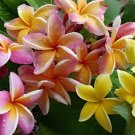40 Seeds Frangipani Plumeria Rubra Flower