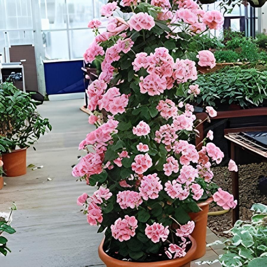 100 Seeds Geranium Pelargonium Potted Bonsai Flower