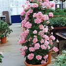 100 Seeds Geranium Pelargonium Potted Bonsai Flower