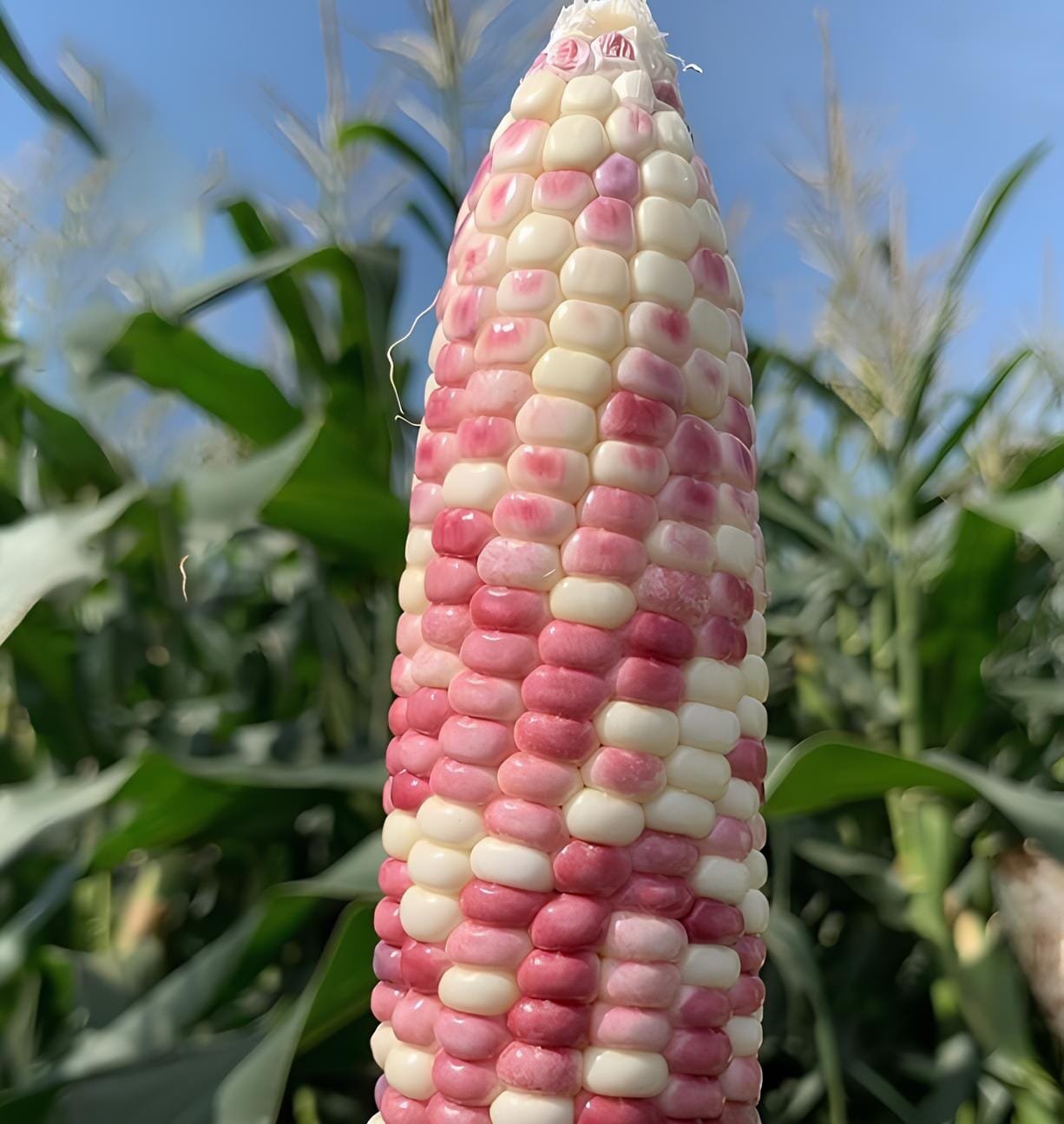 200 Seeds Color Glutinous Maize NO.23 Corn